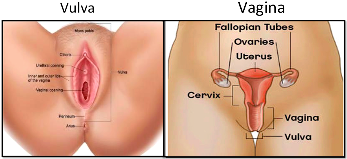 Vagina Facts