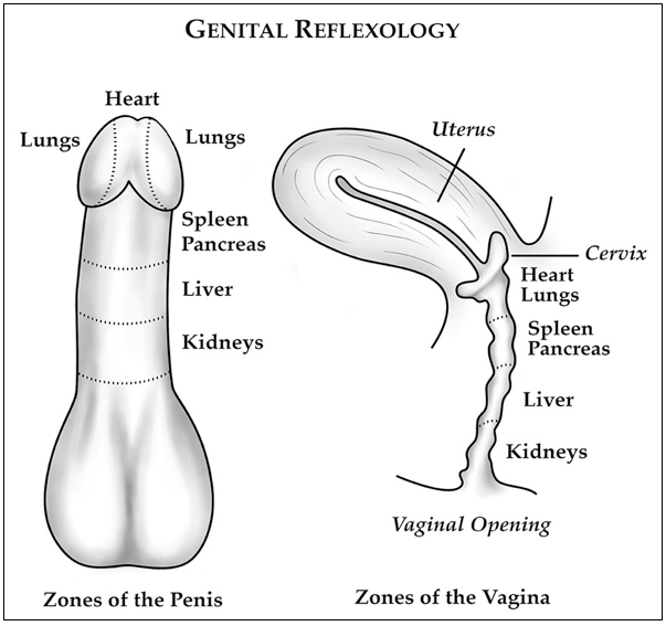 Genital Reflexology