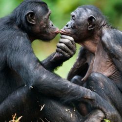 Bonobos -ConfidentLovers.com