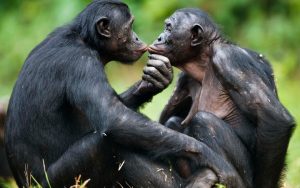 Bonobos -ConfidentLovers.com