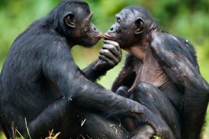 Bonobos -ConfidentLovers.com