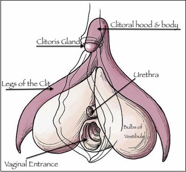 Pleasuring A Clitoris-ConfidentLovers.com